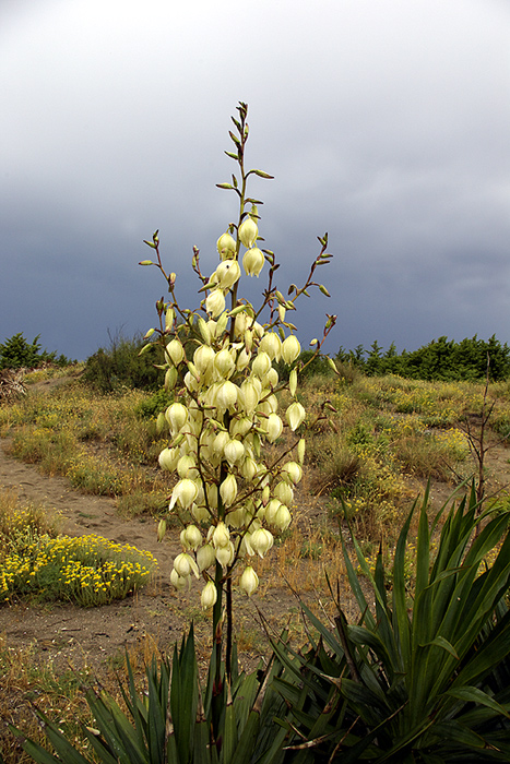Yucca gloriosa